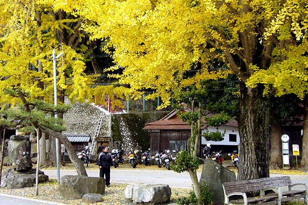 滋賀県長浜市西浅井町菅浦の、須賀神社参道登り口にある大きな2本の銀杏の樹。11月末あたりが紅葉の見ごろだ。 滋賀県長浜市西浅井町菅浦の、須賀神社参道登り口にある大きな2本の銀杏の樹。11月末あたりが紅葉の見ごろだ。